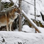 Centrom Nove Varoši šeta vuk, građani uznemireni