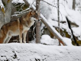 Centrom Nove Varoši šeta vuk, građani uznemireni