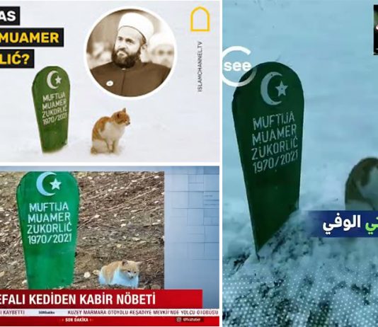 Engleski, arapski i turski mediji o mačku koji ne napušta mezar rahmetli Muftije Zukorlića