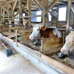 Tuzlanski farmeri proizvode sve manje mlijeka, tvrde da ih politika vodi u propast