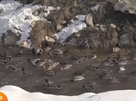 TV Prva o Tutinskim divljim patkama (Video)