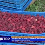 Novopazarski malinari ne odmaraju preko zime