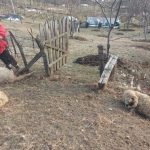 Psi lutalice ubili 14 ovaca u domaćinstvu Gordana Tošića u Rasnu