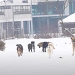 Građani Tutina zabrinuti zbog velikog broja pasa lutalica u gradu (Video)