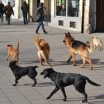 Za 3 godine isplaćeno 60 miliona dinara odštete po osnovu ujeda pasa