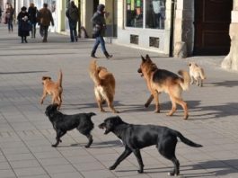 Za 3 godine isplaćeno 60 miliona dinara odštete po osnovu ujeda pasa