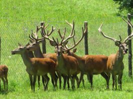 Prijepolje – U nedelju je na području sela Kučin ubijena srna iz lovačke puške