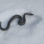 Nesvakidašnji prizor na Zlataru, zmija izašla na snijeg