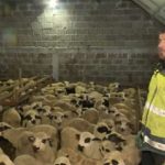 Porodica Kurtagić ima najveće stado ovaca na Balkanu: Proizvode oko dve tone ovčijeg sira godišnje i ne planiraju ovde da stanu