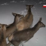 Još šest jelena doseljeno na Zlatibor