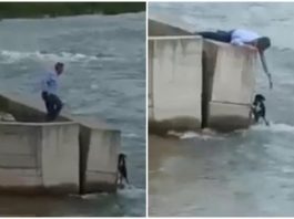 Izašao sa svadbe da spasi psa iz nabujalog Lima (VIDEO)