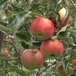 Najviše se izvozi jabuka, a najveći novac donosi malina