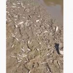 Novi pomor ribe na ušću Raške u Ibar (Video)