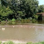 Ponovo pomor ribe na ušću Raške – Mještani sumnjaju da Pazarci ispuštaju hemikalije