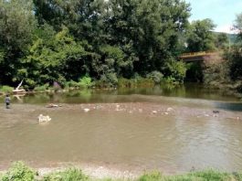 Ponovo pomor ribe na ušću Raške – Mještani sumnjaju da Pazarci ispuštaju hemikalije