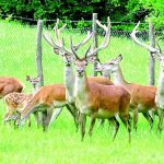 Povratak jelena u prijepoljske šume