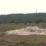 Pešterska vuna nekad u carskim odajama, danas na smetljištu