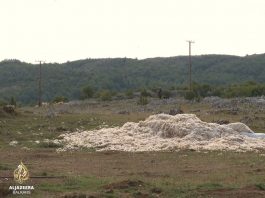 Pešterska vuna nekad u carskim odajama, danas na smetljištu