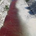 Novi Pazar: Krivične prijave protiv Veterinarske inspekcije zbog divljih klanica