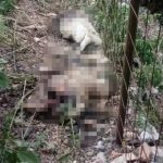 Prijepolje – Psi lutalice kolju stoku, stradalo više od 20 grla