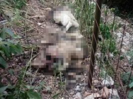 Prijepolje – Psi lutalice kolju stoku, stradalo više od 20 grla