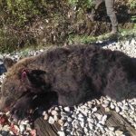 Voz udario medveda – Nesvakidašnja nesreća desila se na pruzi kod Prijepolja