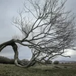 Pešterska visoravan: Dom najstarije džamije, uklete šume, usamljenog drveta i zaštićenih vrsta ptica