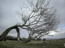 Pešterska visoravan: Dom najstarije džamije, uklete šume, usamljenog drveta i zaštićenih vrsta ptica