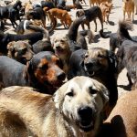 Azil za pse u Novom Pazaru: Od 9 i po miliona za gradnju do horor filmova