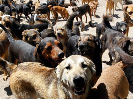 Azil za pse u Novom Pazaru: Od 9 i po miliona za gradnju do horor filmova