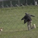 Kamere zabilježile NAPAD PASA LUTALICA u Novom Pazaru: Na istom mjestu gdje su izujedali trudnicu NASRNULI NA ČOVJEKA, spasle ga komšije