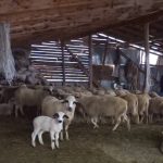 Psi lutalice terorišu stada na Pešteru