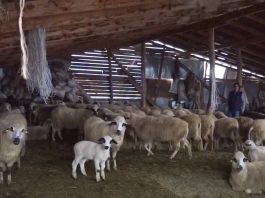 Psi lutalice terorišu stada na Pešteru