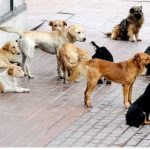 Ujedi pasa lutalica Grad Novi Pazar koštali 50,6 miliona dinara