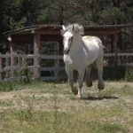 Sjenica: Upoznajte bolje Meda, najvećeg konja na svijetu (VIDEO)