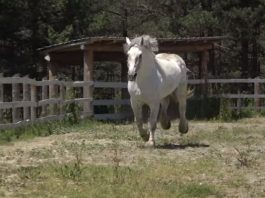 Sjenica: Upoznajte bolje Meda, najvećeg konja na svijetu (VIDEO)