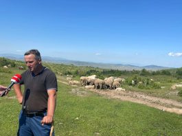 Porodica Hot iz Suhog dola sumnja da su njihovi dobro obučeni psi za čuvanje ovaca ubijeni