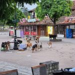 Raspisan novi tender za završetak azila za pse lutalice