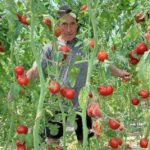 HIMZO IZ PRIJEPOLJA UZGAJA DŽINOVSKI PARADAJZ – Gram sjemena 100€, ali ne žali para