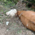 NEVJERICA U PAZARU: Kravu ostavili poviše Kruševačkog mosta, pored puta da istruhne (FOTO)