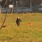 Novi Pazar: Psi lutalice nasrću na prolaznike (VIDEO)