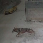 Nezapamćena scena u Novom Pazaru – Ifet izašao u dvorište i ZALEDIO SE OD ŠOKA!