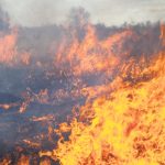 IZGORIO ČOVJEK U NOVOM PAZARU – Palio korov, vjetar rasplamsao vatru koja je i njega zahvatila