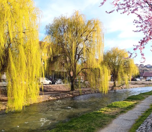 Srbijavode: Inspekcija naložila, vrbe će biti posječene
