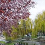 NVO – Građani neće dozvoliti da kej bude zamijenjen betonom i šljunkom