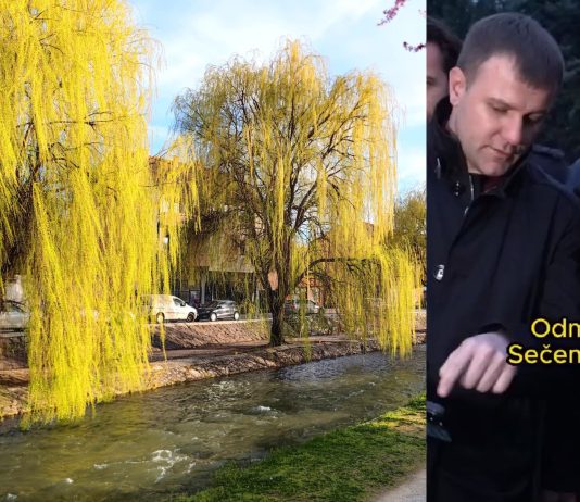 Memić najavljuje sječu stabala na keju, a Gašić ga moli da sačuva stabla (VIDEO)