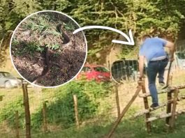 ZMIJSKO LEGLO USRED GRADA , MJEŠTANKA POKAZALA MJESTO! Maloprije smo ih vidjeli, živim u velikom strahu za svoju djecu