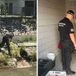 Akcija komunalne milicije u Novom Pazaru: Zaustavljeno ispuštanje krvi u rijeku Rašku