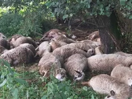 Potresna slika: Porodici Dreković grom u trenutku pobio najvrijednije što imaju (FOTO)