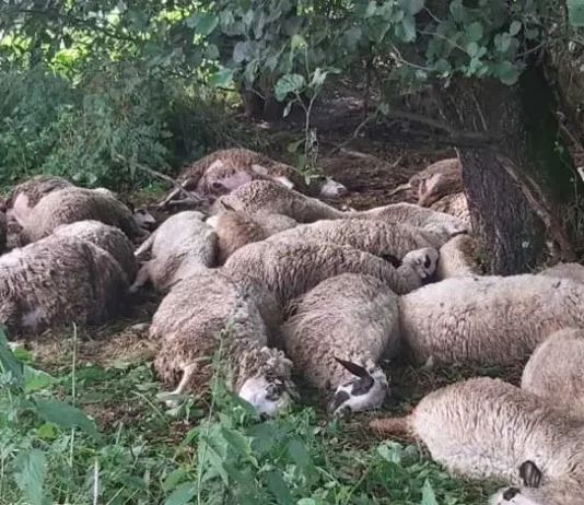 Potresna slika: Porodici Dreković grom u trenutku pobio najvrijednije što imaju (FOTO)